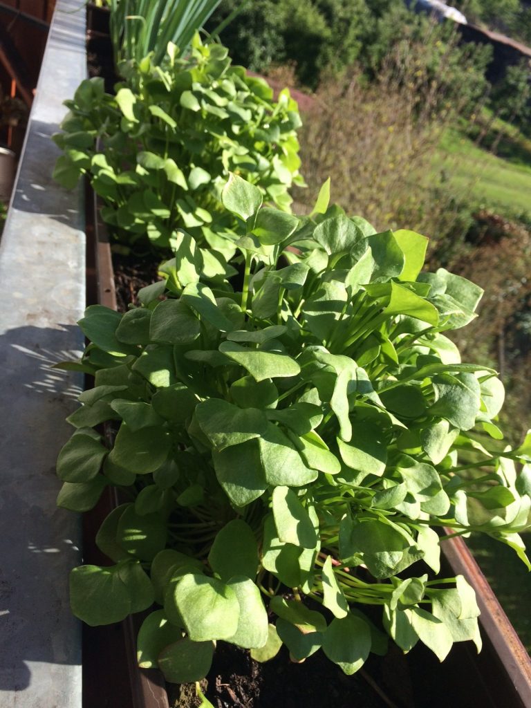 Bij het planten van deze bloembak is aan voldoende tussenruimte gedacht. Er werden slechts 2 posteleinplanten gebruikt.