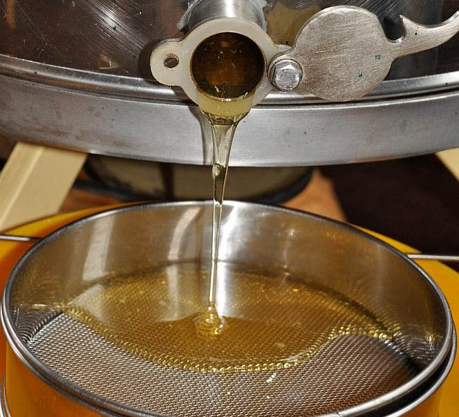 Der golden leuchtende Honig wird gefiltert.