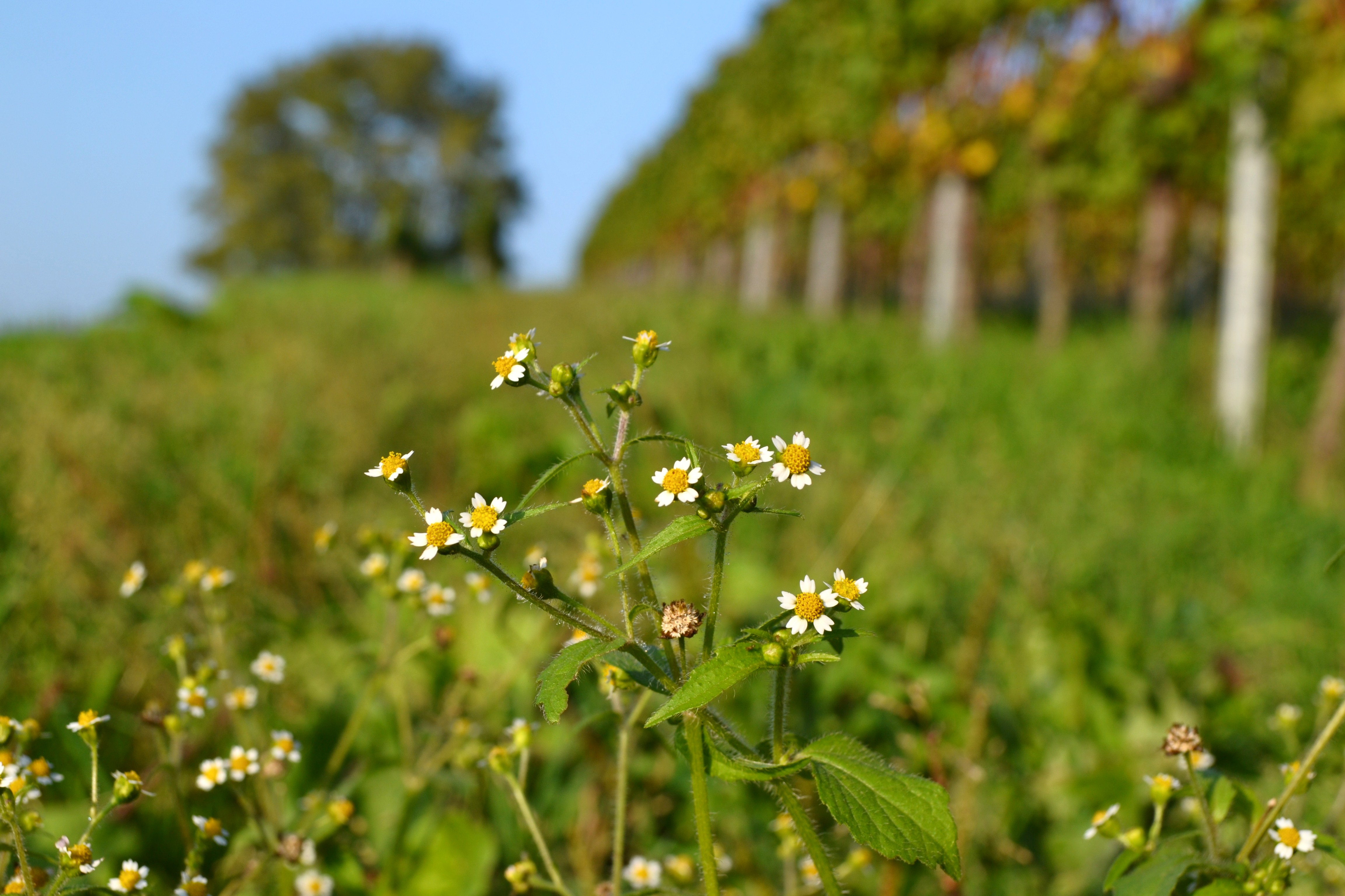 Kleine weiße Blüten mit einem gelben Stempel - hier wartet Franzosenkraut auf Feinschmecker.