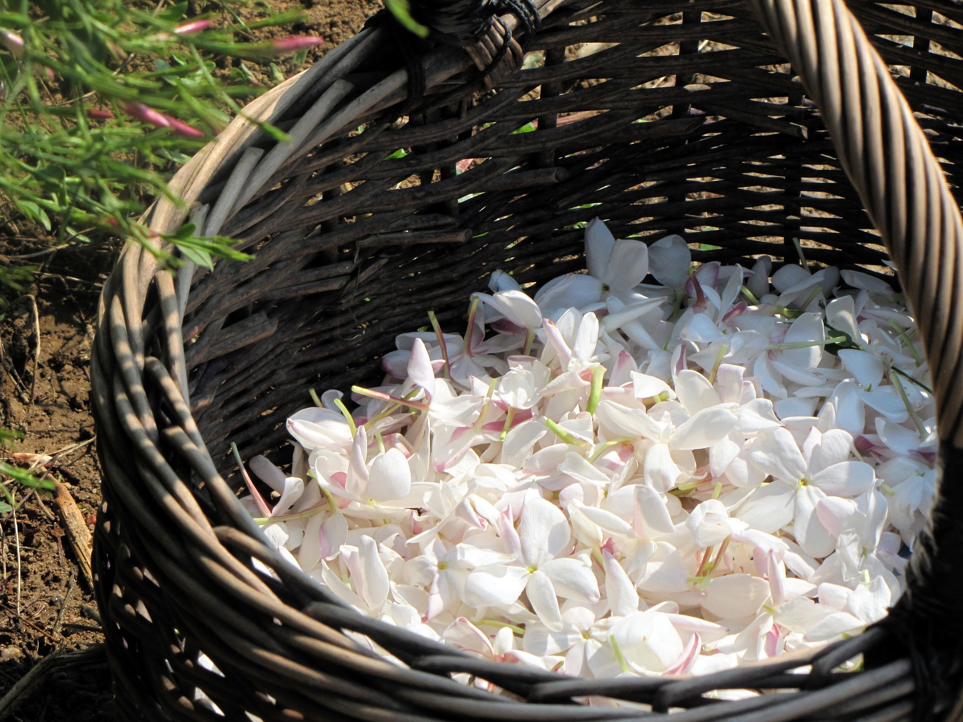 Gepflückte Jasmin-Blüten in einem Korb.