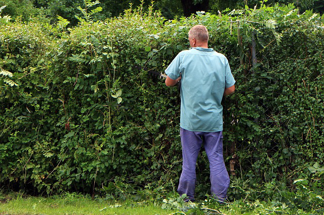 Der Gärtner schneidet eine Hecke aus verschiedenen Pflanzen.