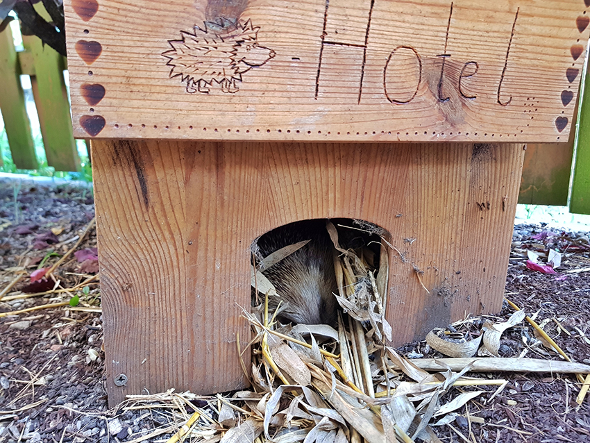 Ein Igel schläft im Igelhaus.