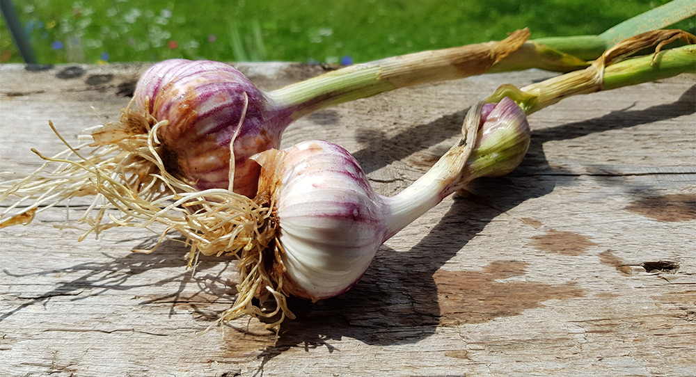 Twee vers geoogste knoflookbollen op een houten plank