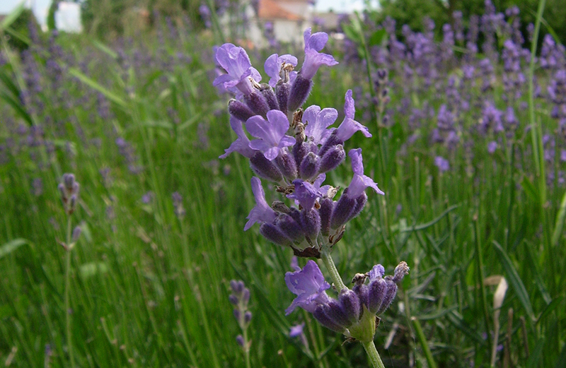 Im Vordergrund ist eine Lavendelblüte im Detail zu sehen.