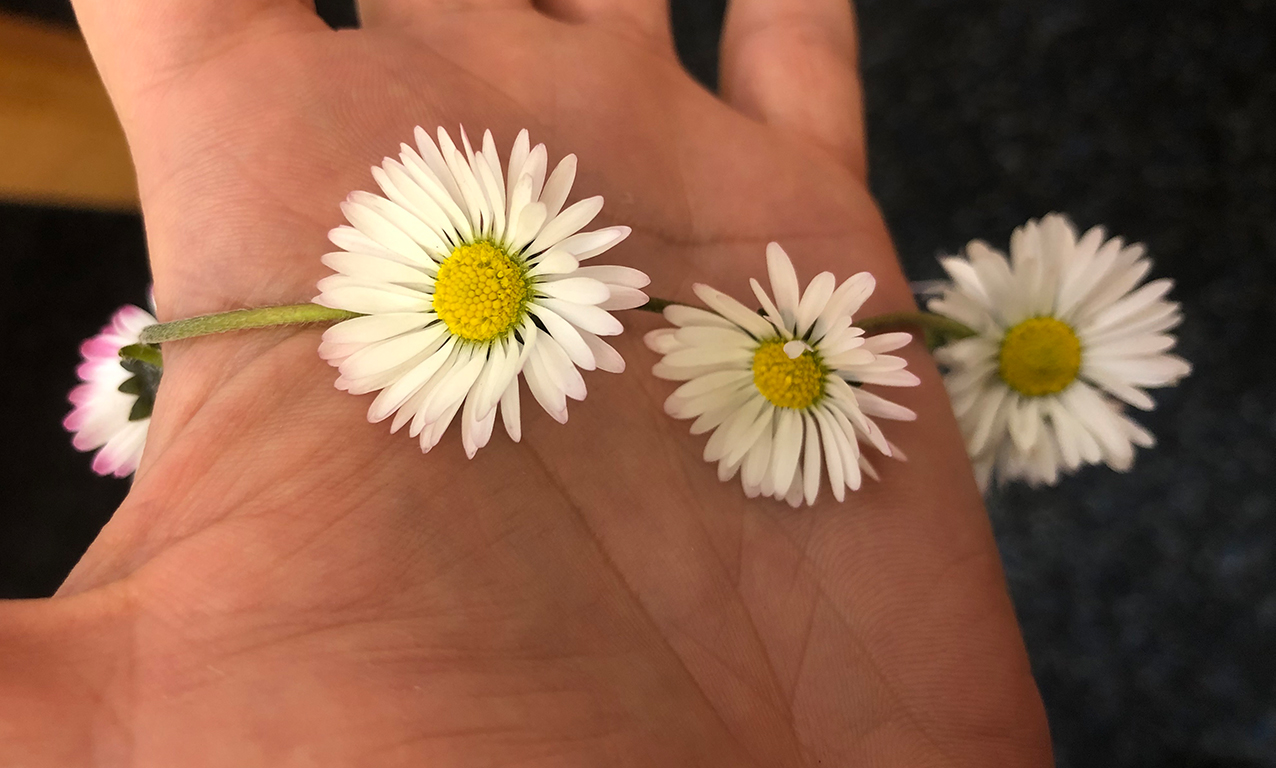 Een ketting van madeliefjes op een hand gedrapeerd
