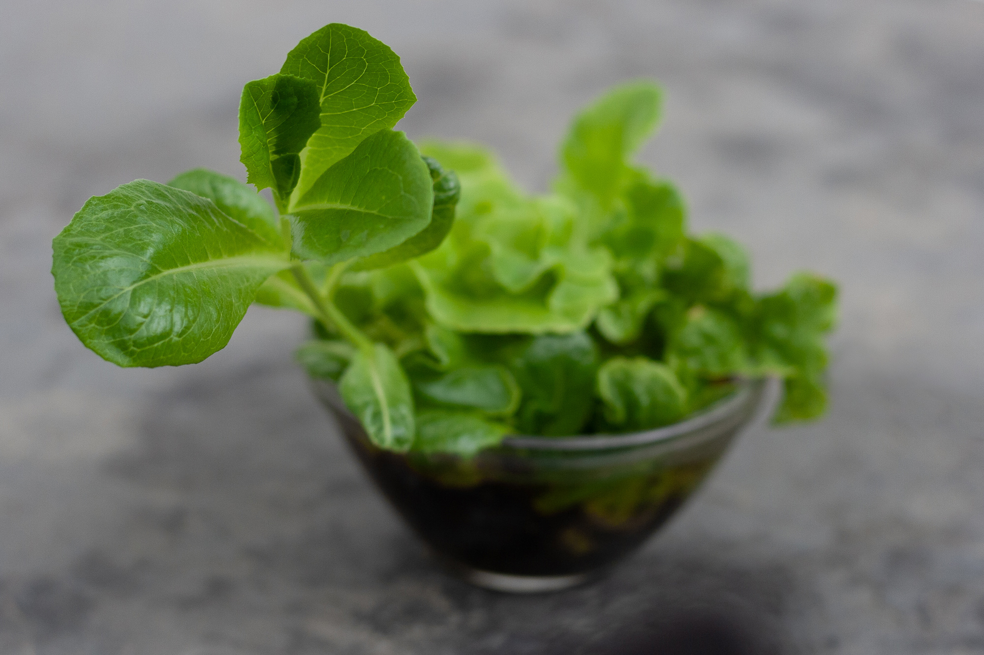 Kleine groene slablaadjes die zijn gekweekt uit de resten van een krop sla