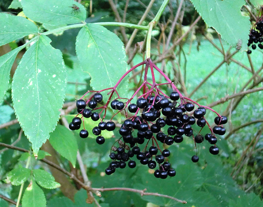 Reife Holunderbeeren hängen am Strauch.