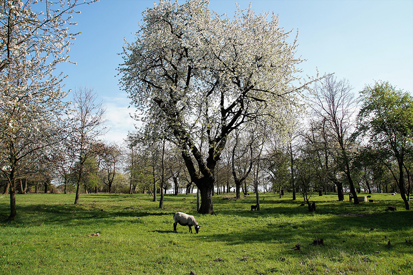 Schafe weiden auf einer Streuobstwiese.