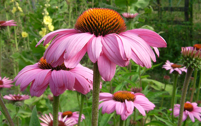 Die rosanen Blüten mit ihren markanten Stempeln stehen in einem grünen Garten.