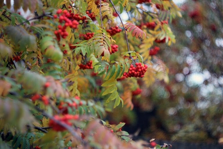 In flachen Trauben hängen die Vorgelbeeren am Strauch.