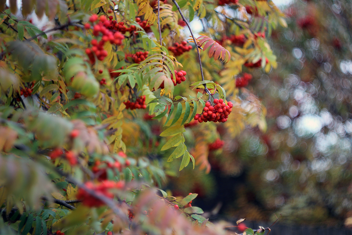 In flachen Trauben hängen die Vorgelbeeren am Strauch.