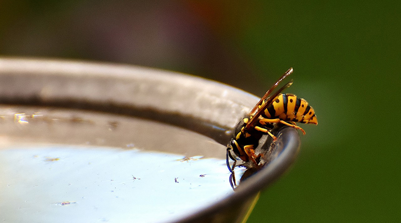 Die Wespe sitzt am Rand einer mit Wasser gefüllten Schale und neigt den Kopf zum trinken.