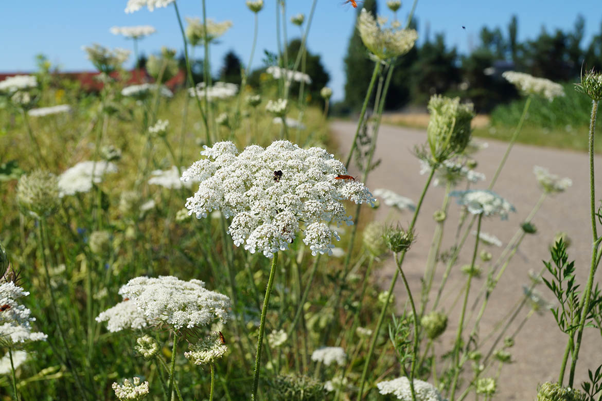 Die Wilde Mööhre hat weiße, breite Blüten und wächst hier am Wegesrand.