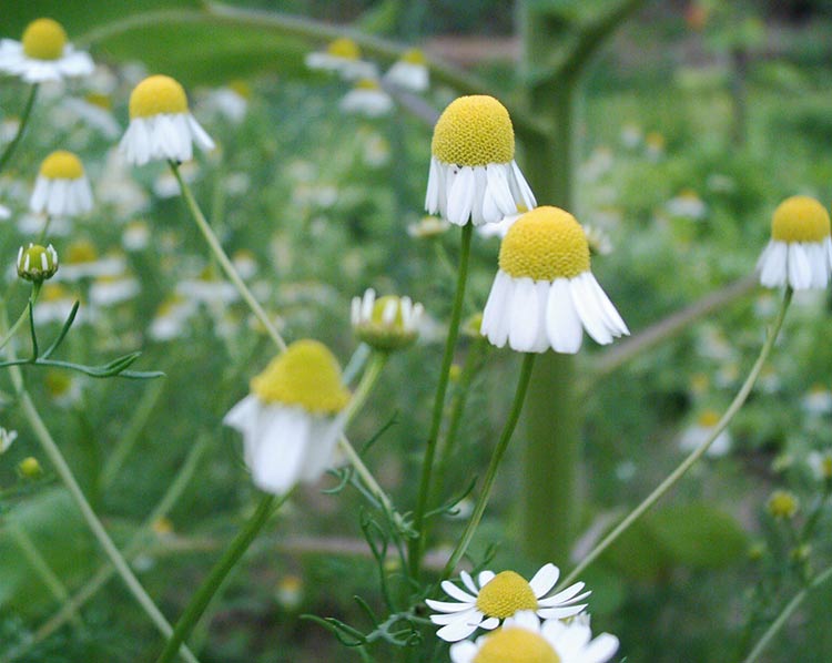 Die Kamillenblüten zeigen mit ihren Blütenblättern nach unten.