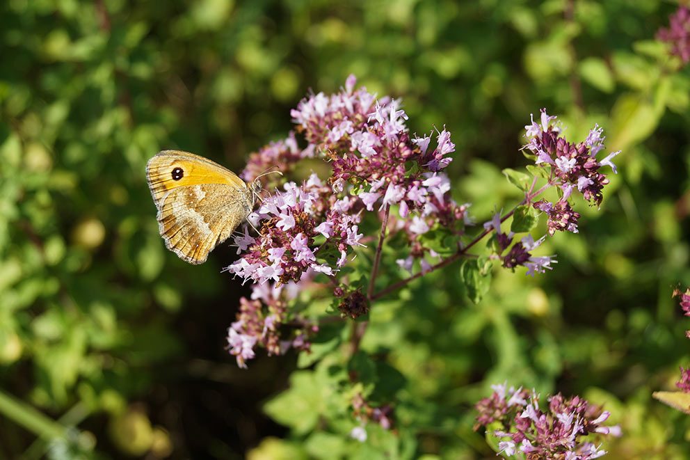 Am Wilden Dost sitzt ein Schmetterling.