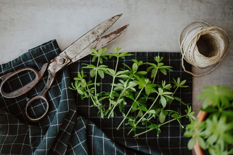 Frisch geerntete Waldmeister-Stängel zum Waldmeister-Sirup selber machen liegen auf einem Küchentuch bereit.